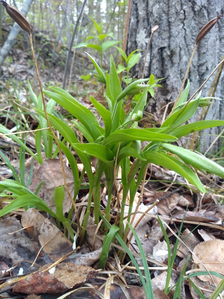 Cypripedium arietinum