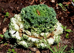 Brassica oleracea acephala