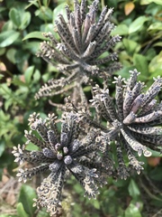 Kalanchoe delagoensis