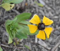 Rudbeckia amplexicaulis