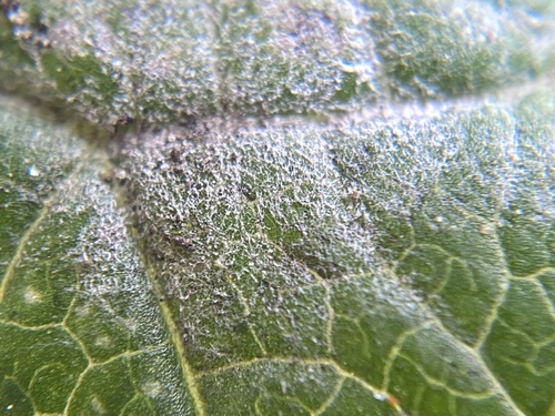 Erysiphe alliariicola