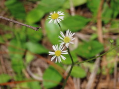 Erigeron vernus