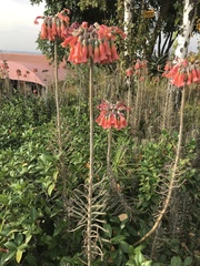 Kalanchoe delagoensis