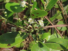 Ilex coriacea
