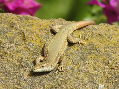Catalonian Wall Lizard, photo 7 of 9