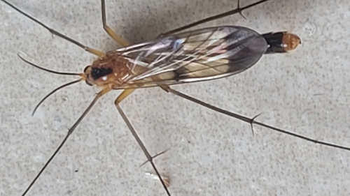 Leptomorphus walkeri