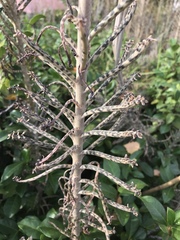 Kalanchoe delagoensis