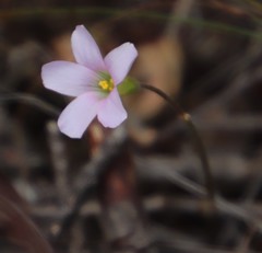 Oxalis dentata