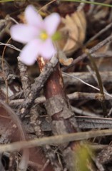 Oxalis dentata