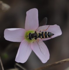 Ischiodon aegyptius
