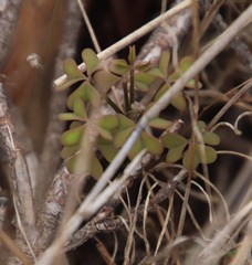 Oxalis dentata