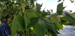 Platanus × hispanica