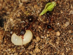 Aphaenogaster picea