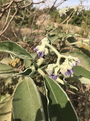 Solanum mauritianum