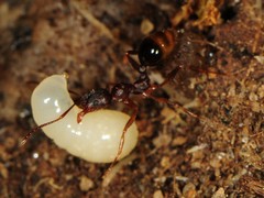 Aphaenogaster picea