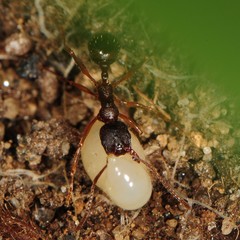 Aphaenogaster picea
