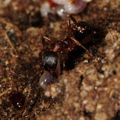 Aphaenogaster picea