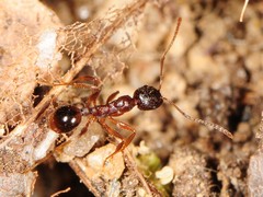 Aphaenogaster picea