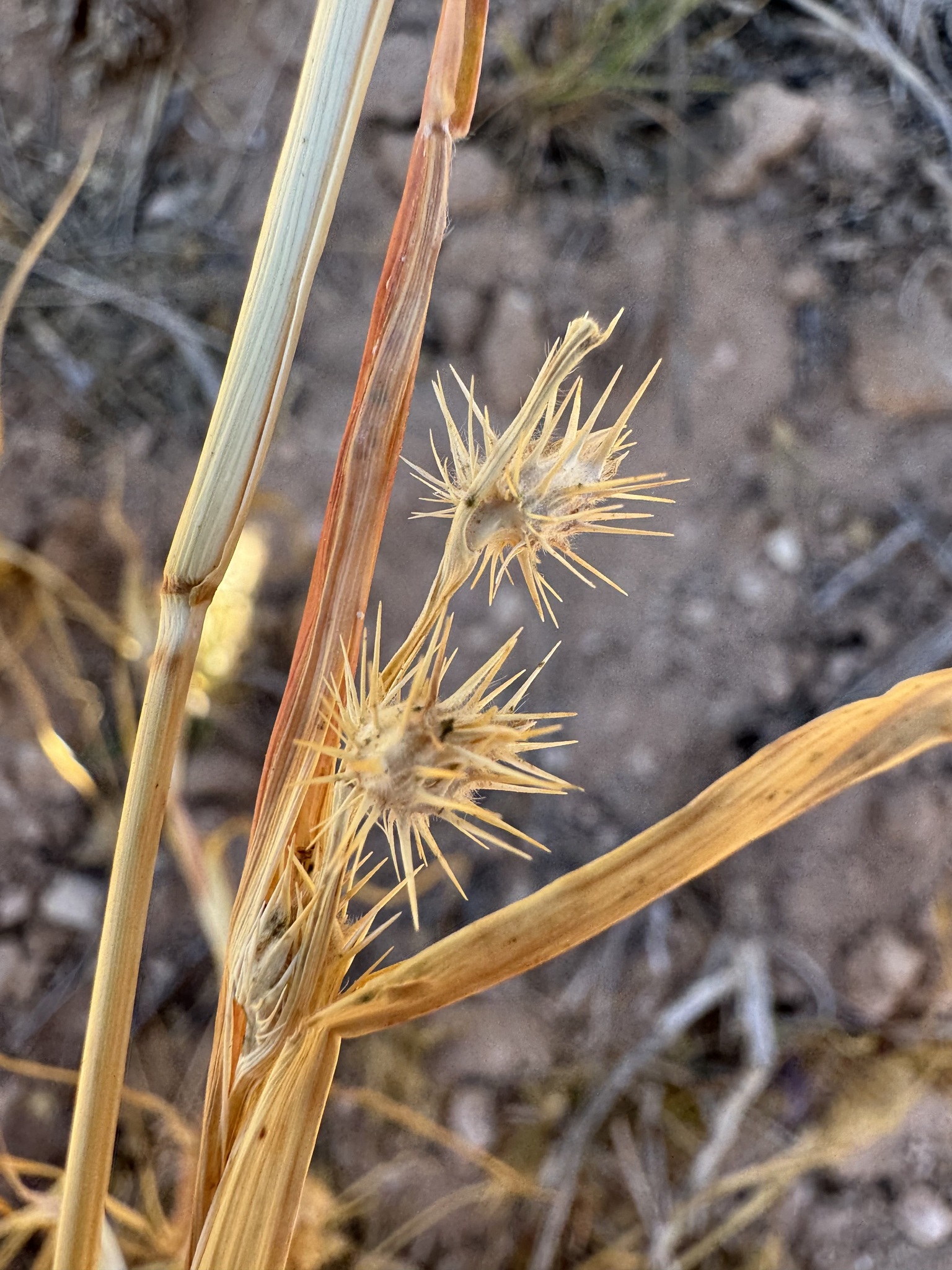 Imagem de Capim-carrapicho