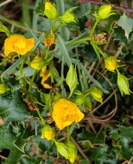 Hypericum concinnum