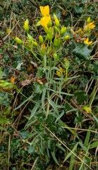 Hypericum concinnum