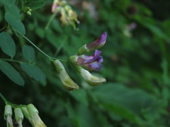 Vicia dumetorum