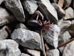 Trachyzelotes pedestris