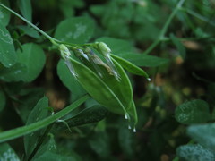 Vicia dumetorum