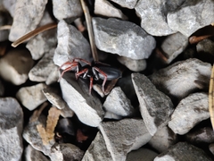 Trachyzelotes pedestris