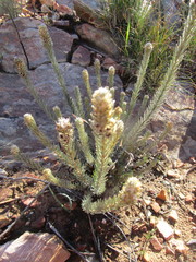 Phylica willdenowiana