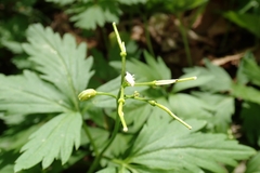 Cardamine maxima