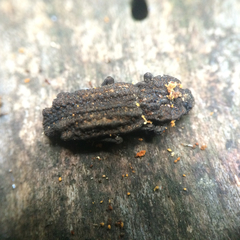 Zopheridae
