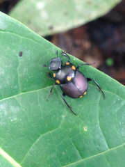 Canthon septemmaculatus