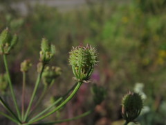 Astrodaucus littoralis