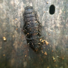 Zopheridae