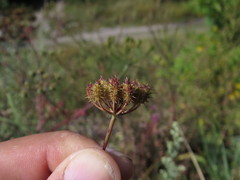 Astrodaucus littoralis