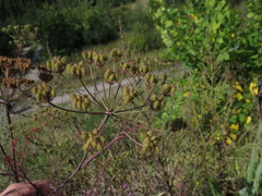 Astrodaucus littoralis