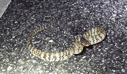 Asian Slug Snake