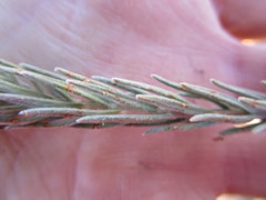 Phylica willdenowiana