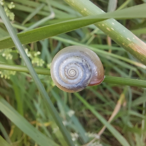 Carthusian Nun Snail, Winssen, photo 10 of 10