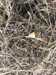 Anthocharis sara sara