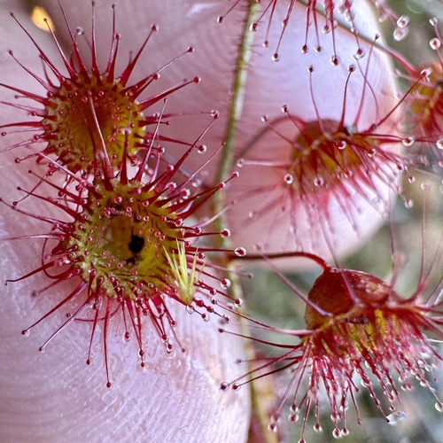 Drosera macrantha
