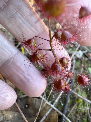 Drosera macrantha