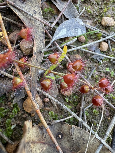 Drosera macrantha