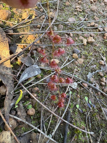 Drosera macrantha