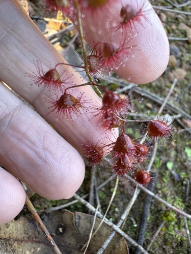 Drosera macrantha