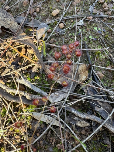 Drosera macrantha