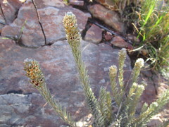 Phylica willdenowiana