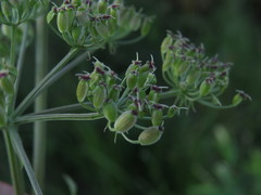 Ostericum palustre