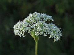 Ostericum palustre